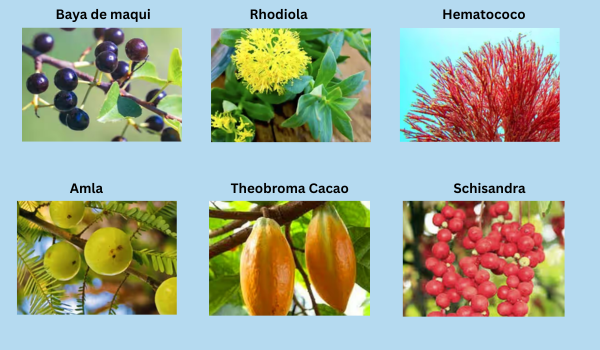 Ingredientes de Mitolyn