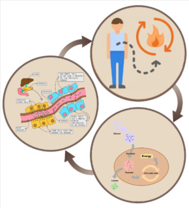 Slimjara Science behind